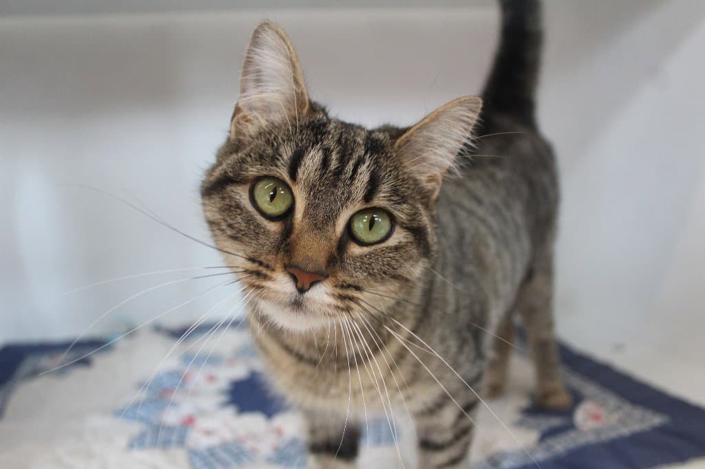 Iris - Domestic Short Hair