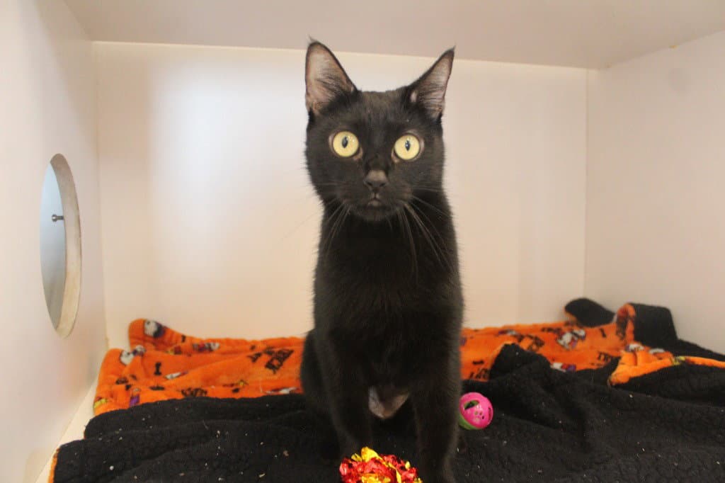 Magical Department Of Complaints - Domestic Short Hair