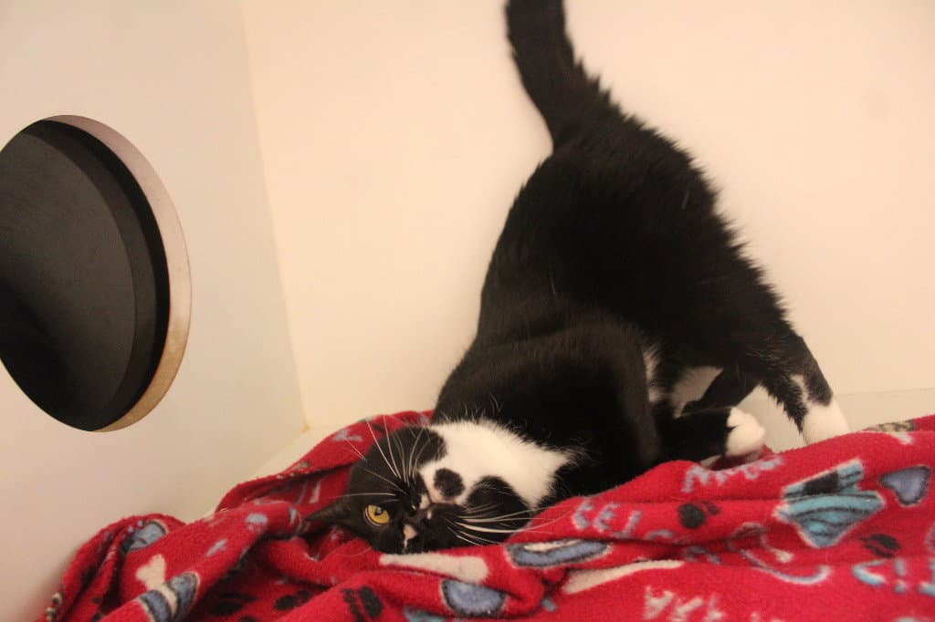 Chun-Li - Domestic Short Hair