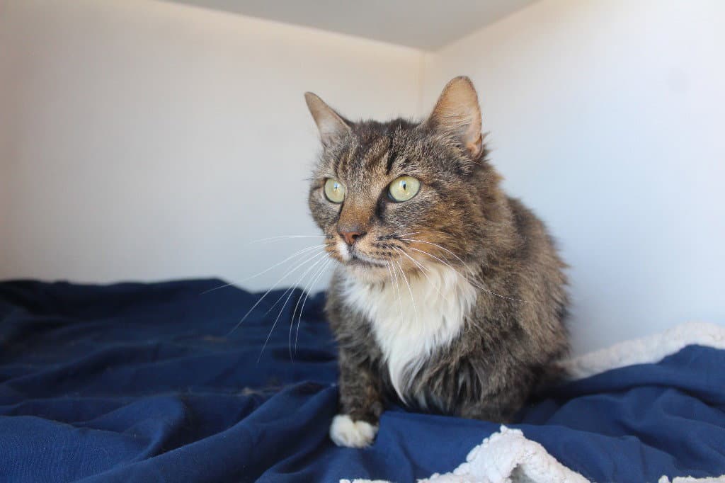 Starla - Domestic Short Hair