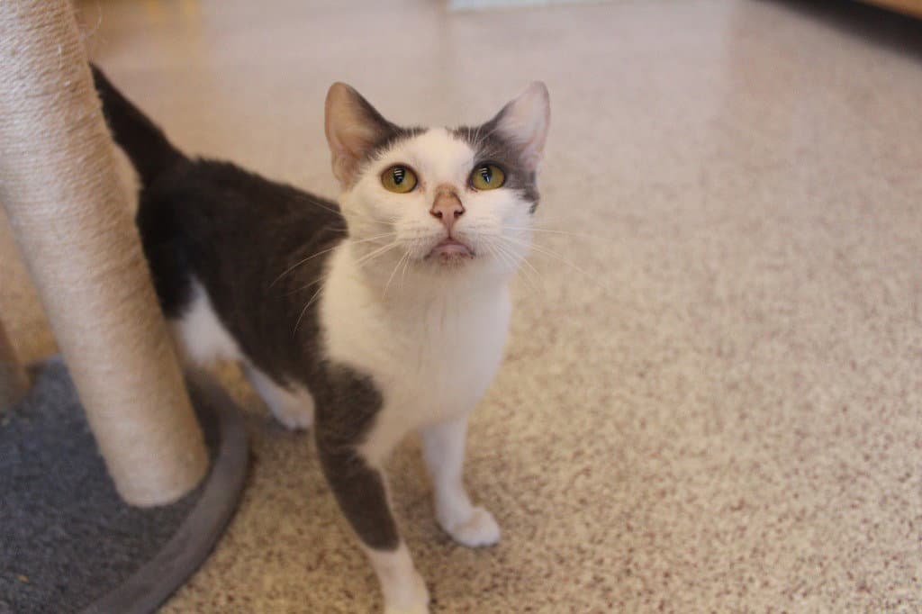 Hokey Pokey Smokey - Domestic Short Hair