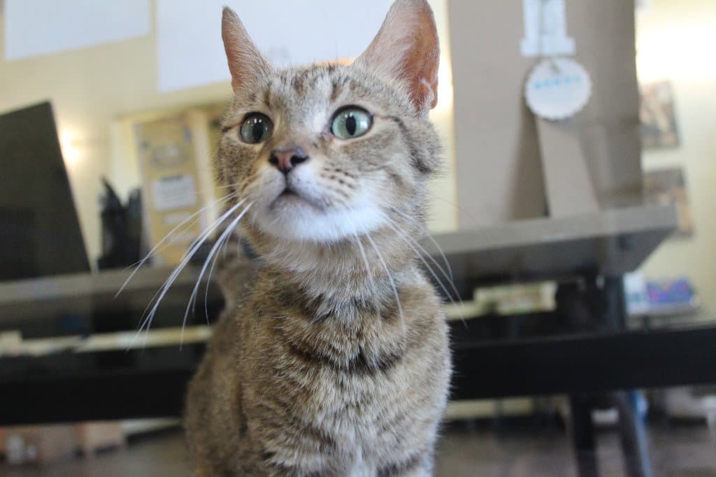 Skadi - Domestic Short Hair