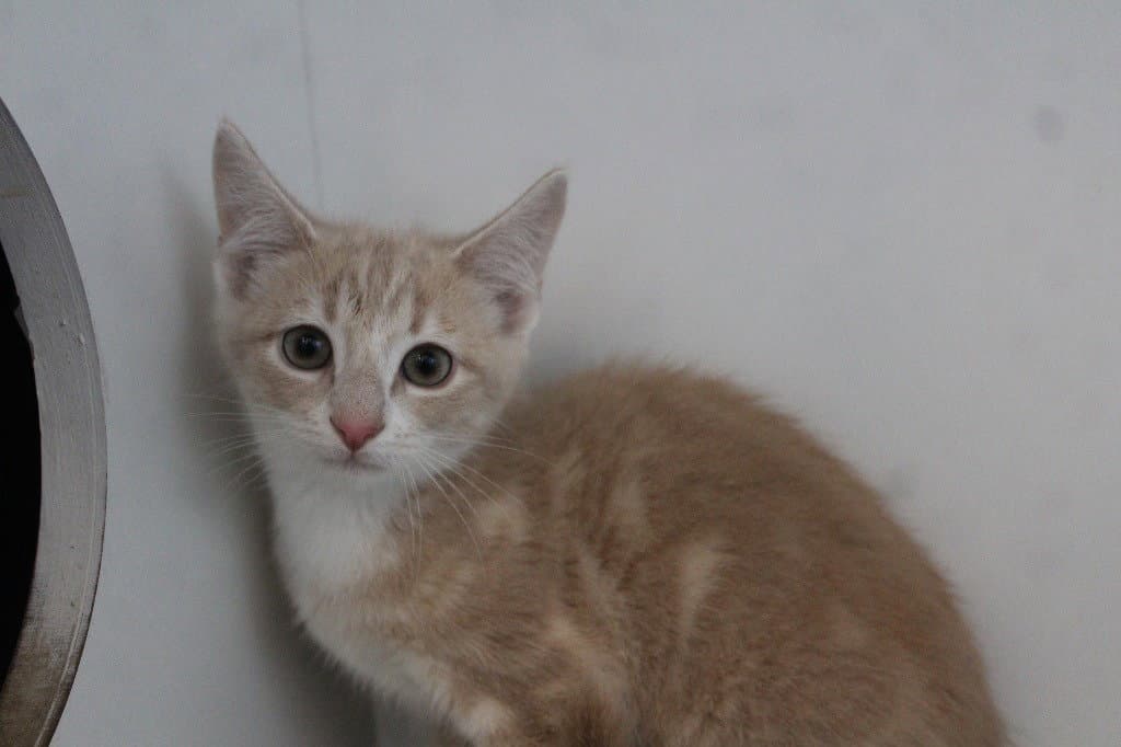 Rowlet - Domestic Short Hair