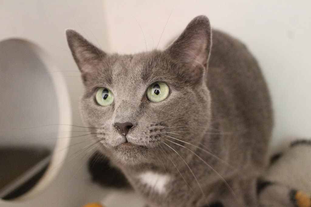 Nimbus - Domestic Short Hair