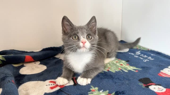 Hickory - Domestic Short Hair