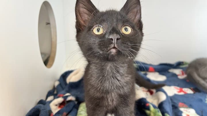 Dock - Domestic Short Hair
