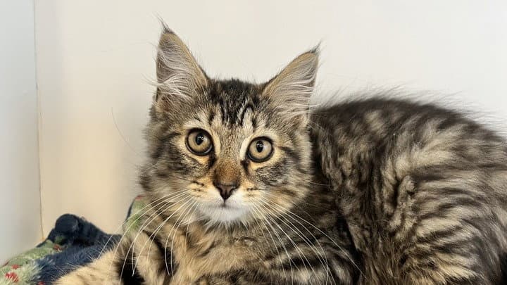 Furby - Domestic Short Hair