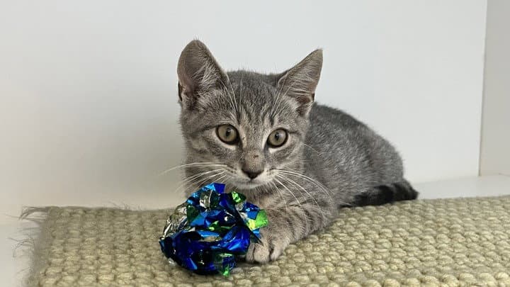 Watson - Domestic Short Hair