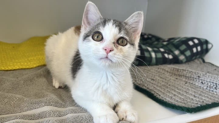 Giselle - Domestic Short Hair