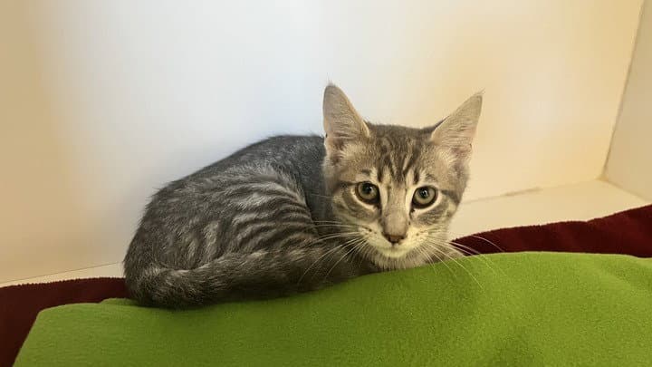 Sonic The Hedgehog - Domestic Short Hair