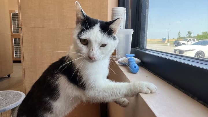 Bobble - Domestic Short Hair