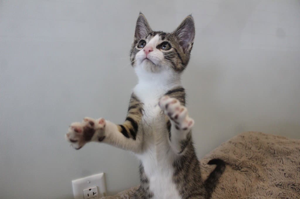 Thwack - Domestic Short Hair