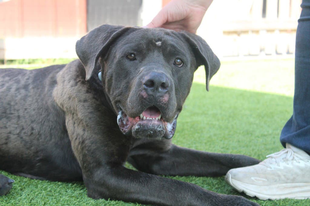 Lugnut - Cane Corso Mastiff