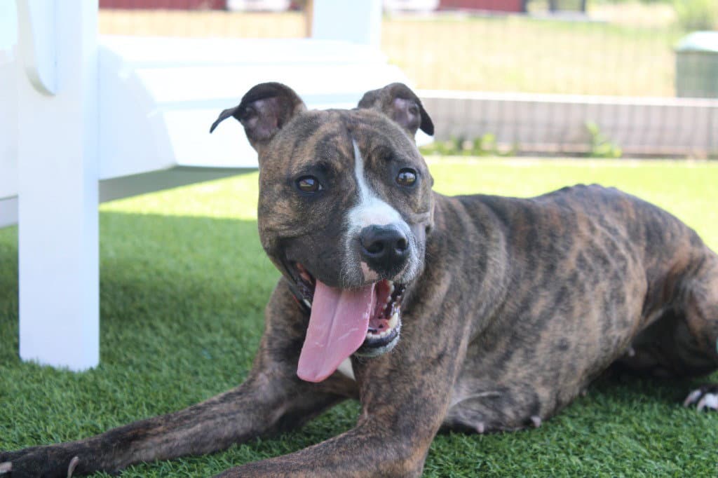 Button - Boxer