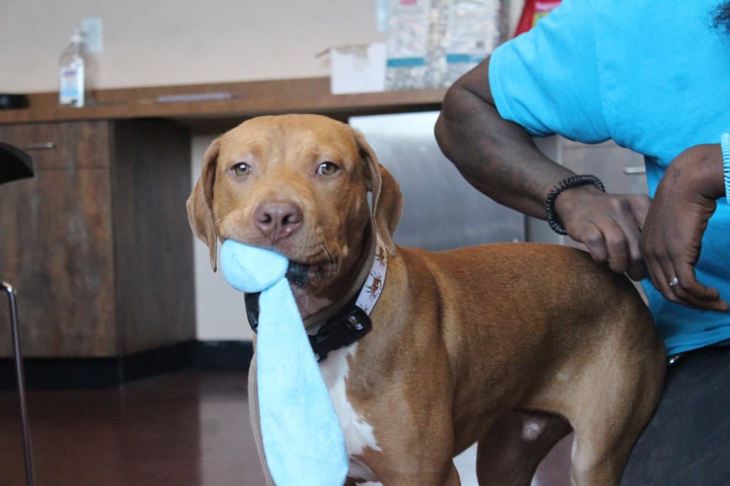 Oz - Pit Bull Terrier