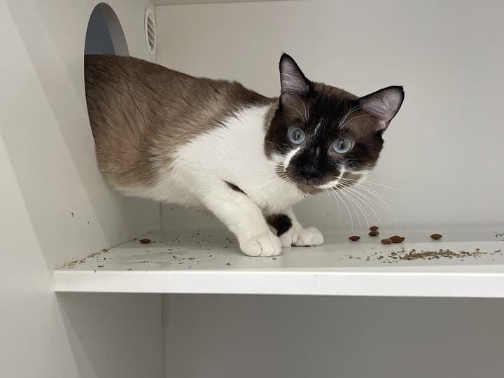 Jax - Snowshoe