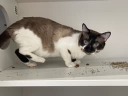 Jax image 2