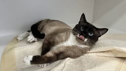 Opie image 1