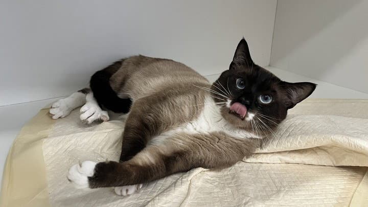 Opie - Snowshoe