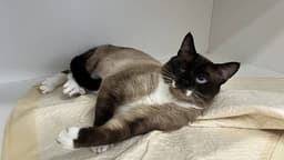 Opie image 2