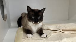 Opie image 3