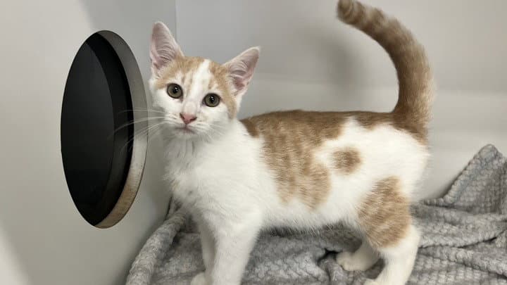 Mcsquizzy - Domestic Short Hair