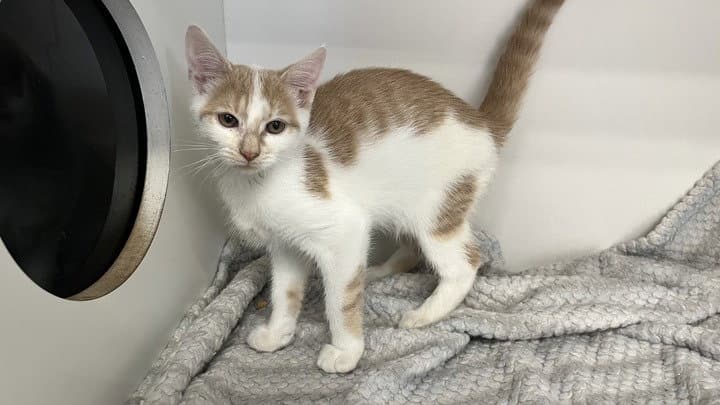 Mr Weenie - Domestic Short Hair