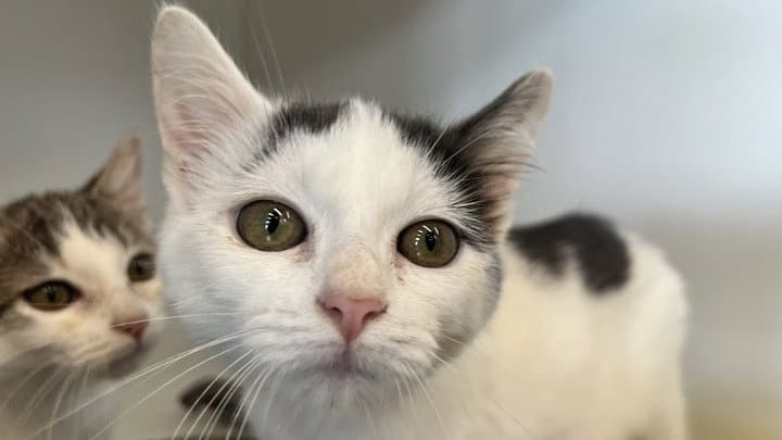 Bobbie - Domestic Short Hair