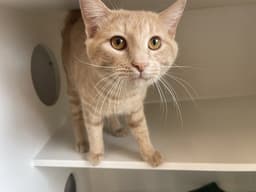 Diego image 1