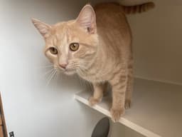 Diego image 3