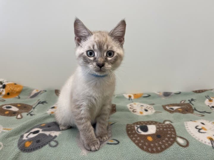 Dr Robby - Domestic Short Hair
