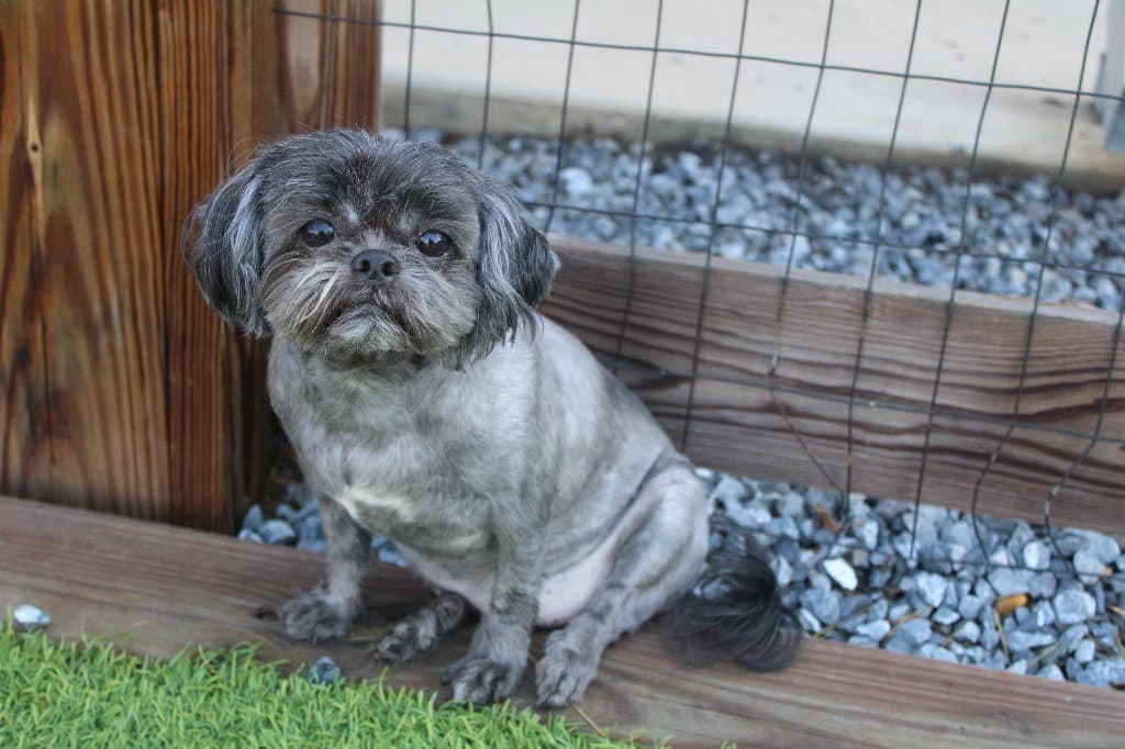 Mcgee - Shih Tzu