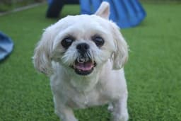 Sadie image 1