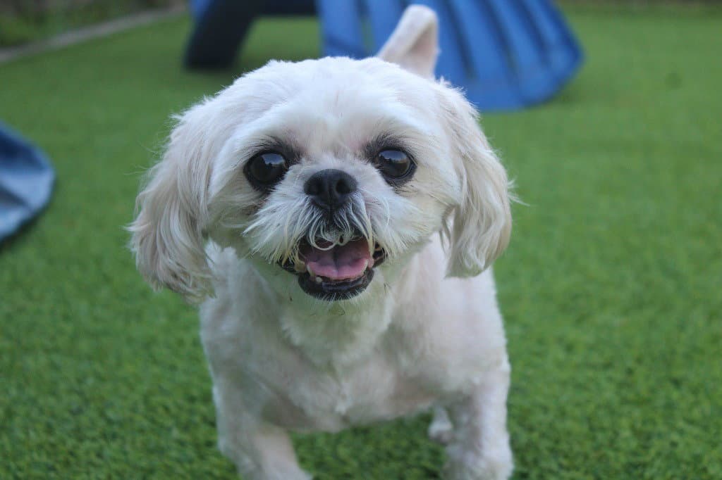 Sadie - Shih Tzu