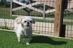 Sadie image 3