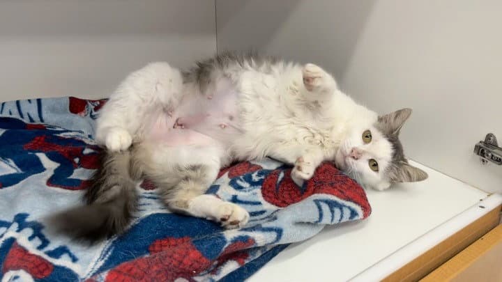 Ekg - Domestic Long Hair