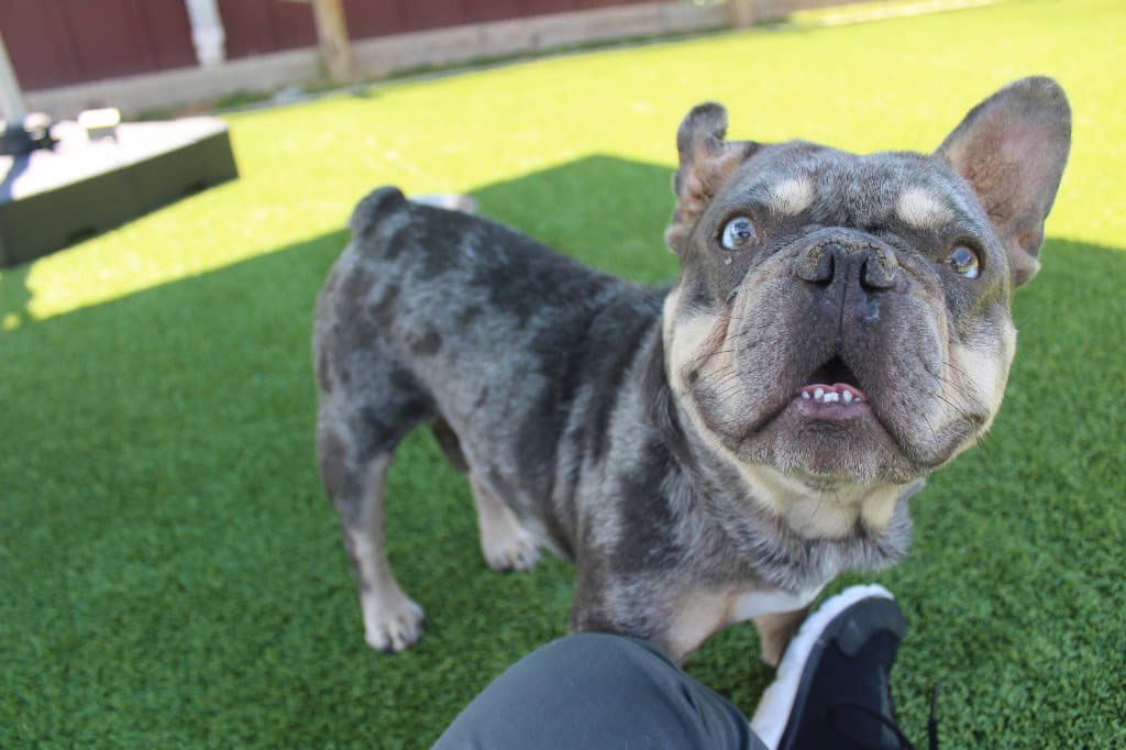 Milo - French Bulldog