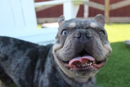 Milo image 3