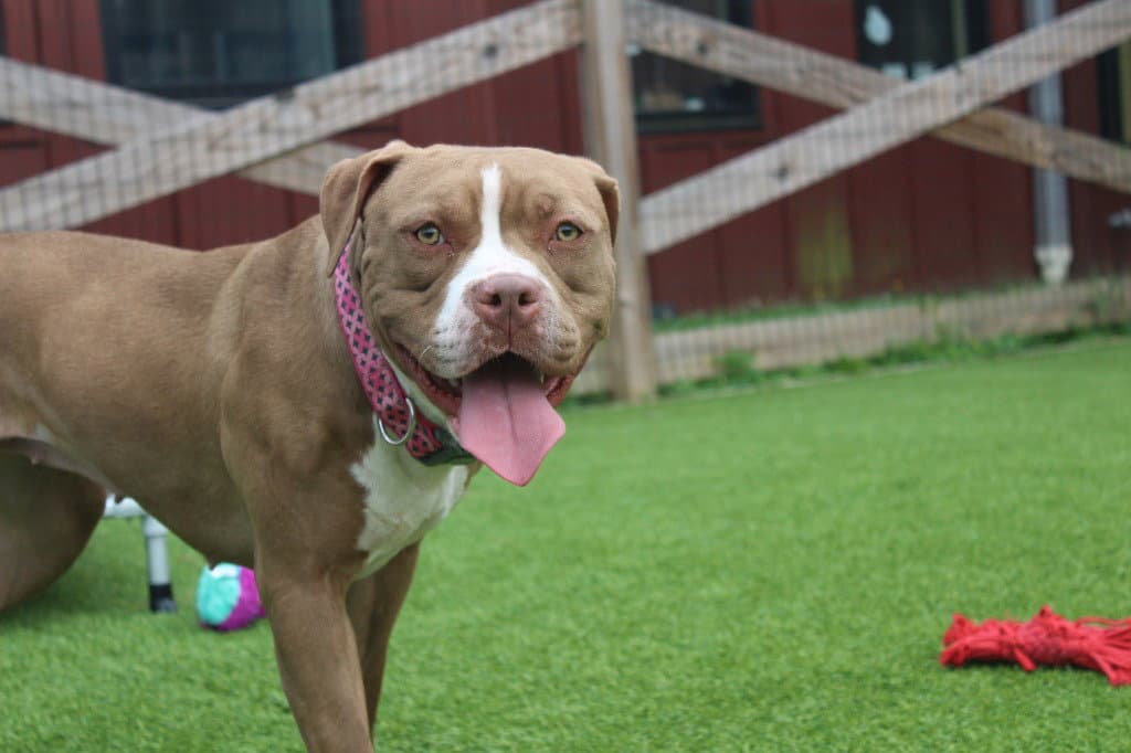 Maple - Pit Bull Terrier