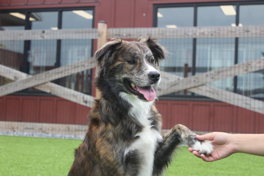 Pico - Shepherd