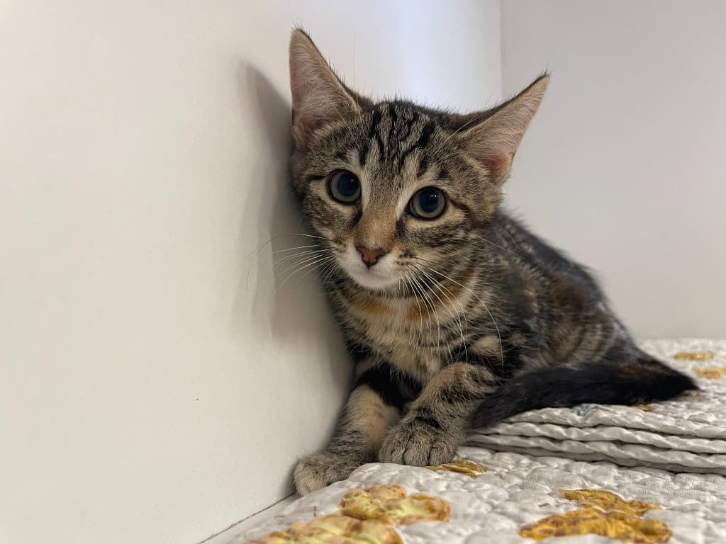 Clinger - Domestic Short Hair