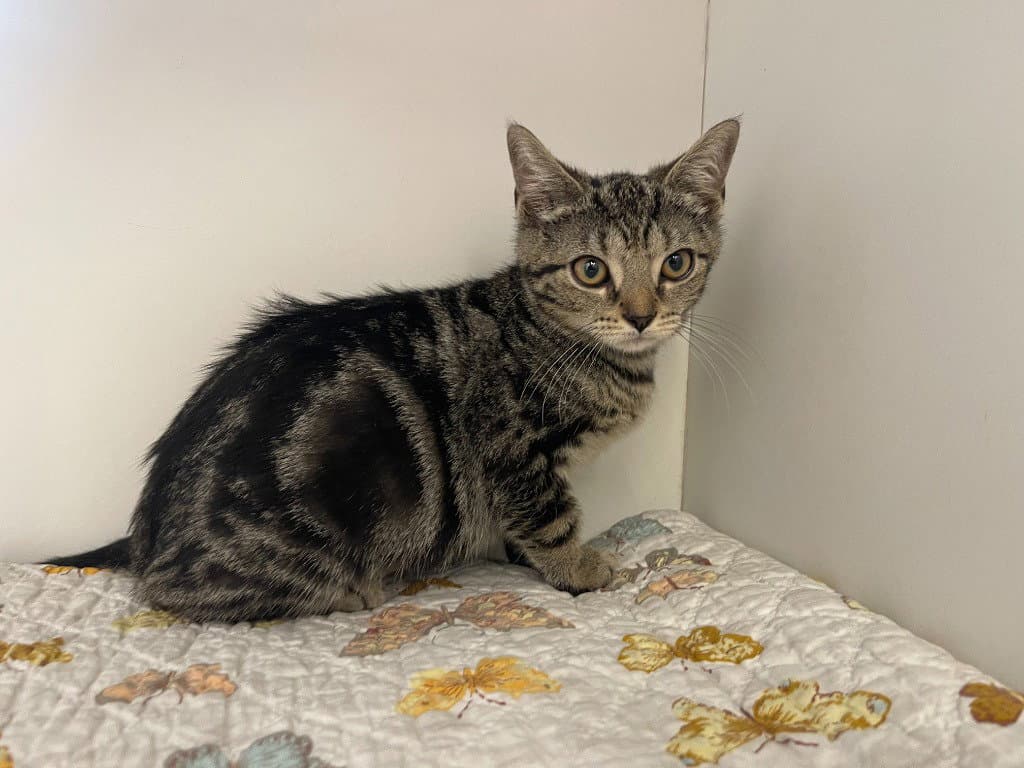 Squirrel - Domestic Short Hair