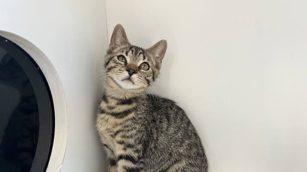 Cheech - Domestic Short Hair