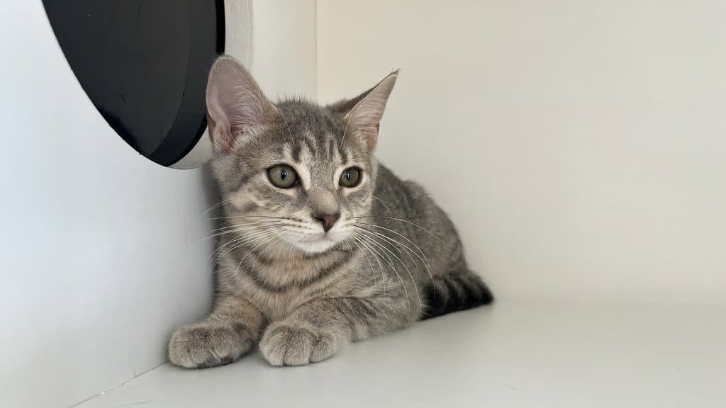 Chong - Domestic Short Hair