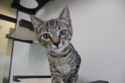 Rum Tum Tugger image 1