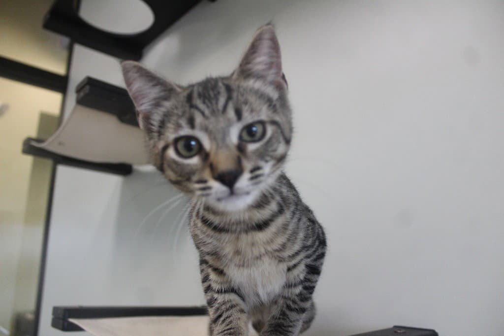 Rum Tum Tugger - Domestic Short Hair