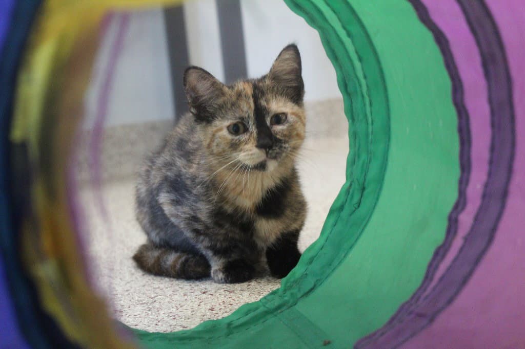 Jemima - Domestic Short Hair