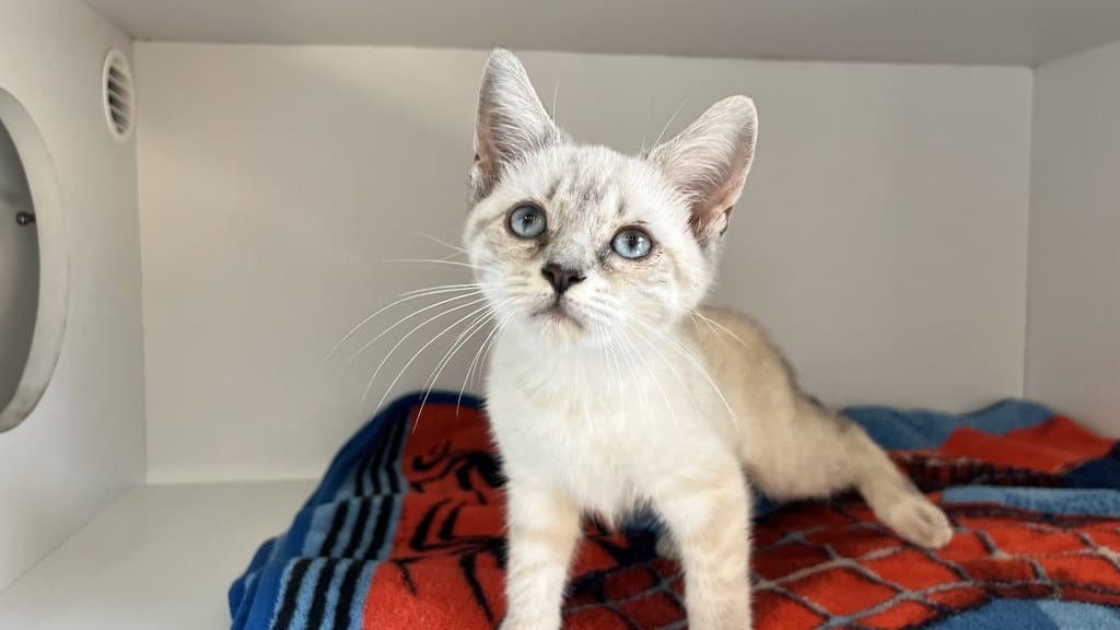 Jay - Domestic Short Hair