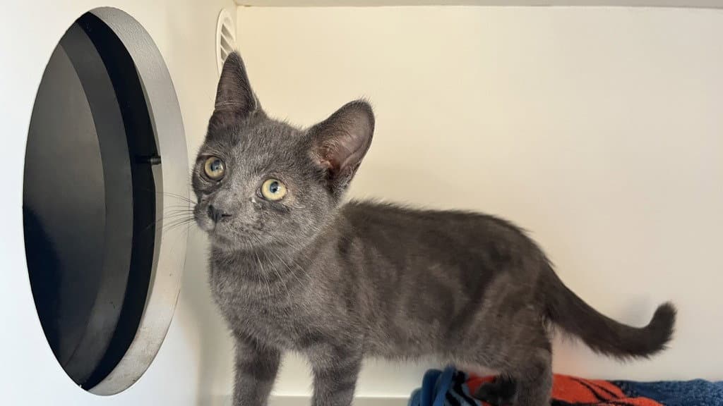 Silent Bob - Domestic Short Hair