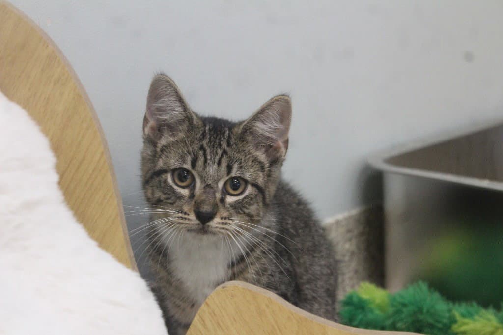 Mungojerrie - Domestic Short Hair